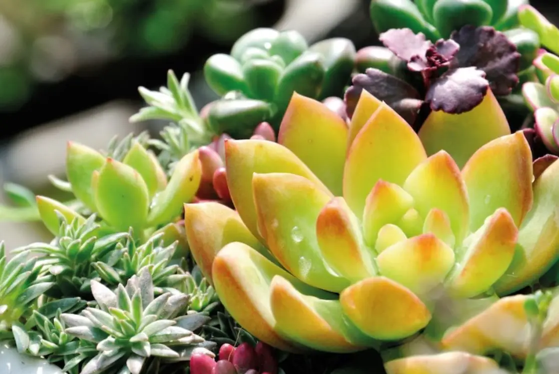 容易養死的室內植物