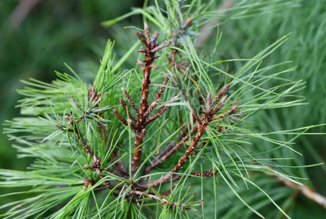 台灣特有種松樹