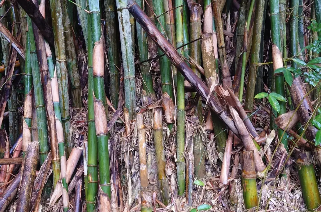 慢成長智慧 慢成長智慧