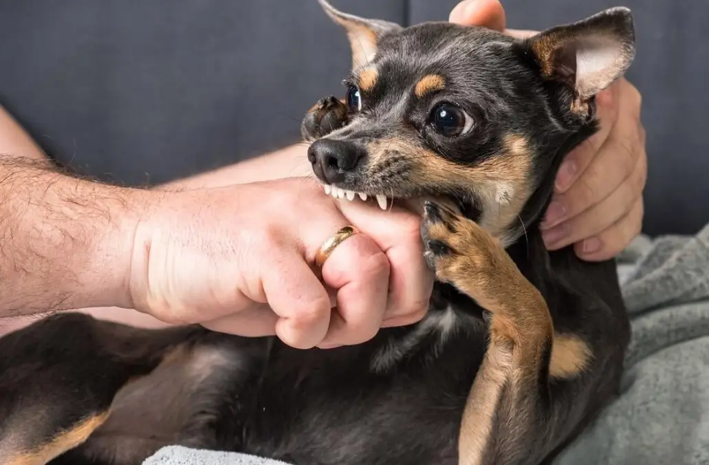 夢到被狗咬流血 意思