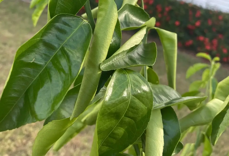 葉子捲曲原因