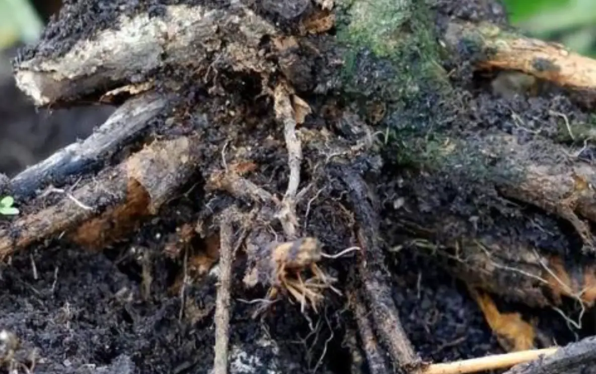 真柏爛根原因 真柏爛根原因