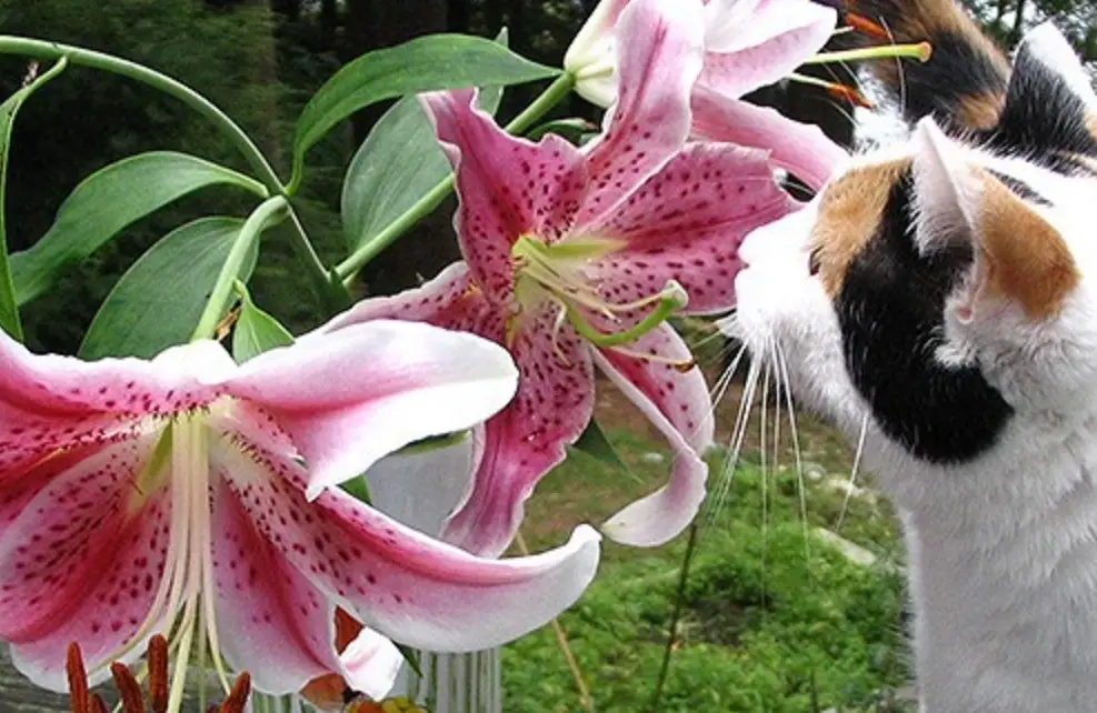 貓咪百合花中毒