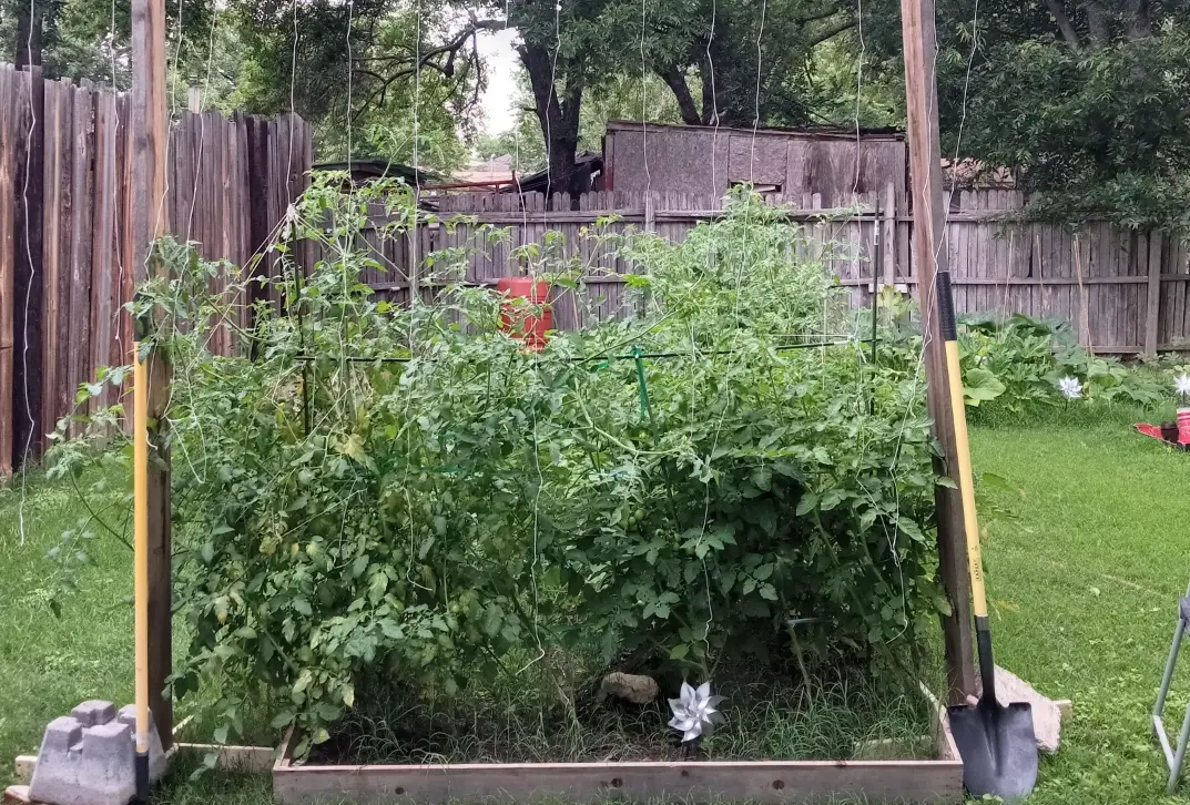 番茄種植支架 番茄種植支架