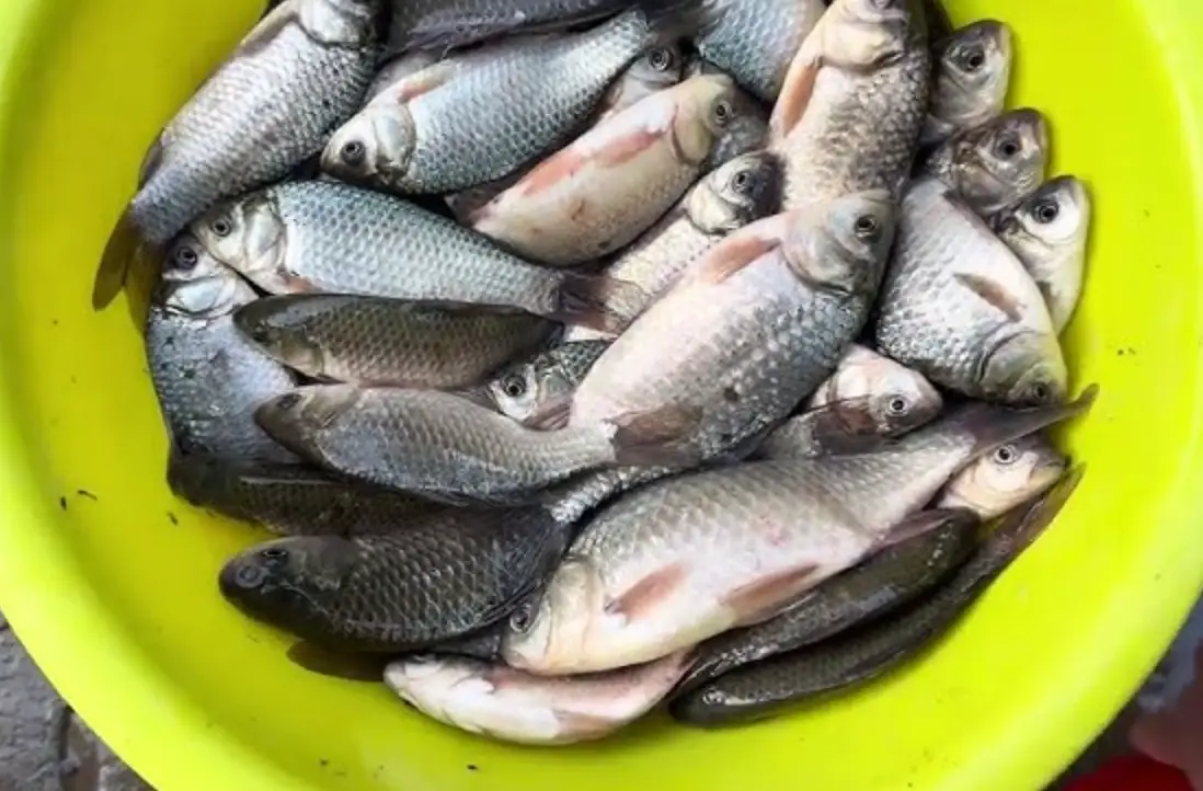 夢到補很多魚 解析