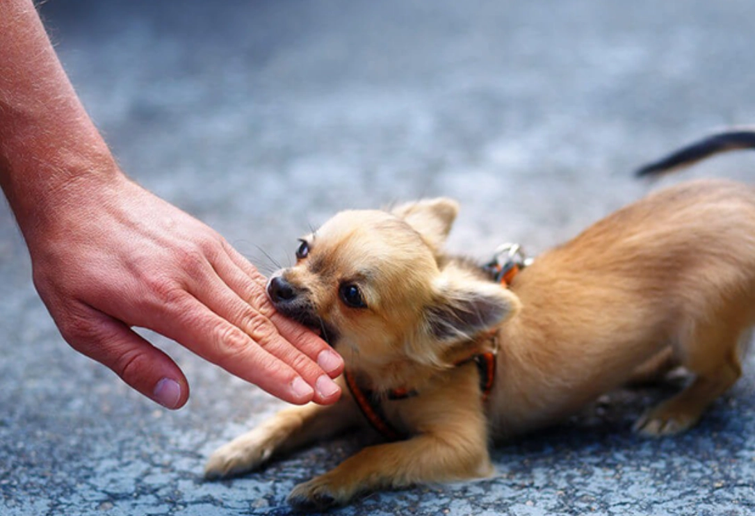 夢到被狗咬左手？完整解夢指南與心理分析