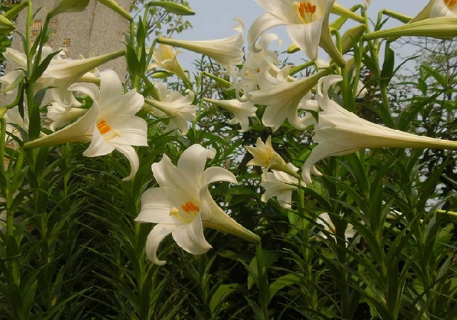 狗狗聞百合 狗狗聞百合