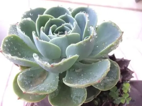 多肉植物葉片透明