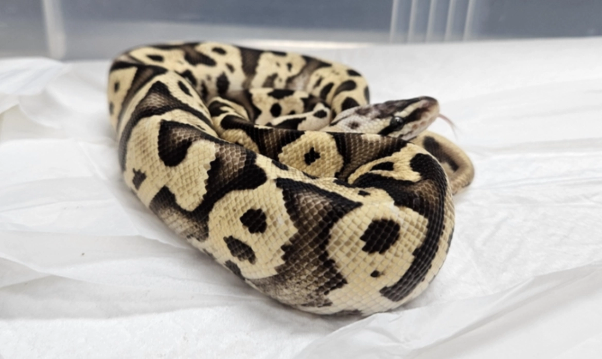 蛇咬手指夢境解析