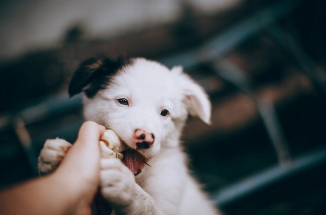 夢見狗咬手心理分析