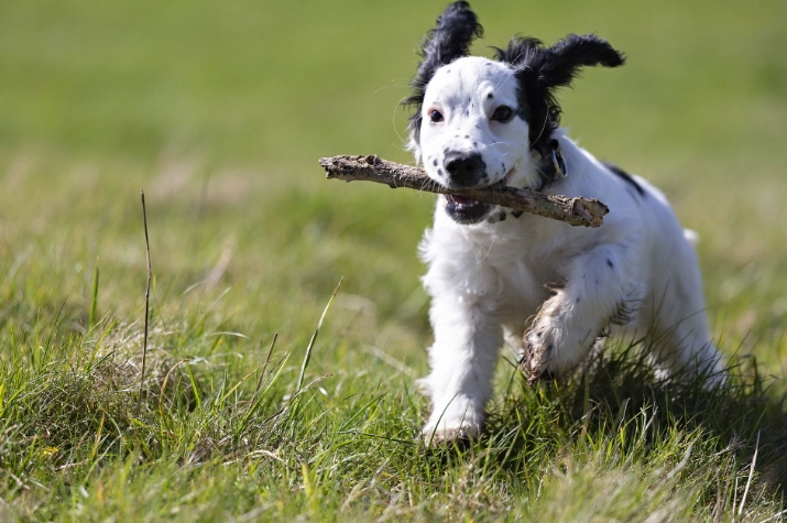 狗不能吃的食物