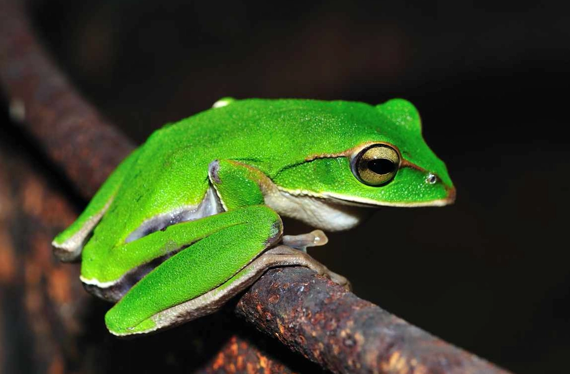 夢見青蛙跳上身？解析青蛙夢境意義與能量轉化方法