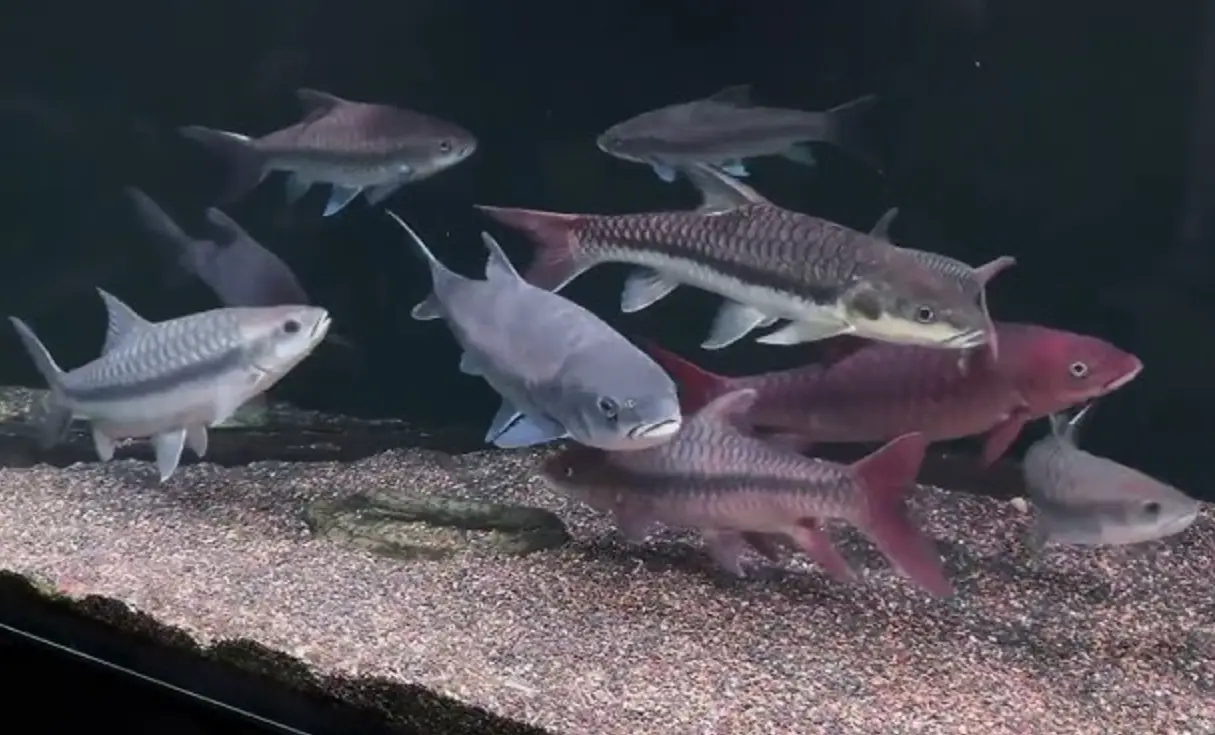 夢見魚缸有大魚 解夢