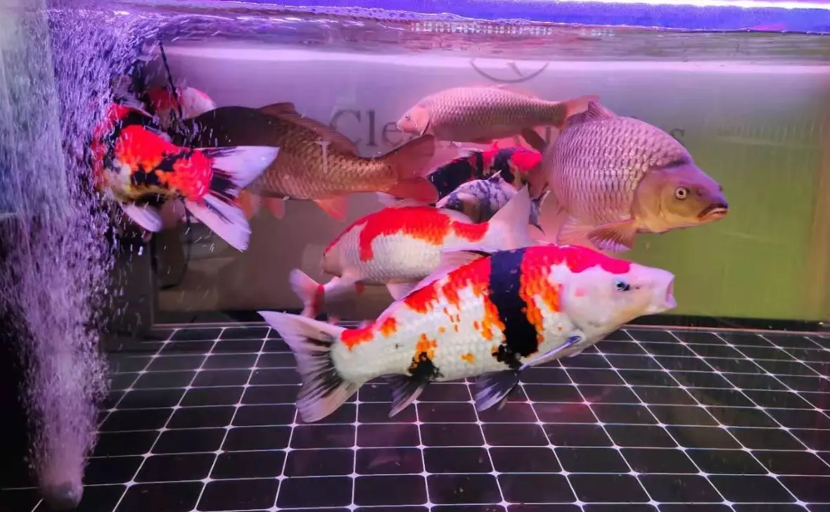 大型觀賞魚飼養