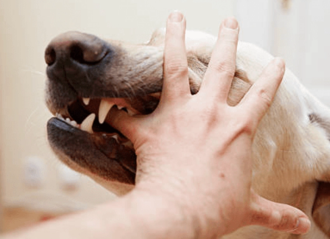 狗咬左手夢境意義