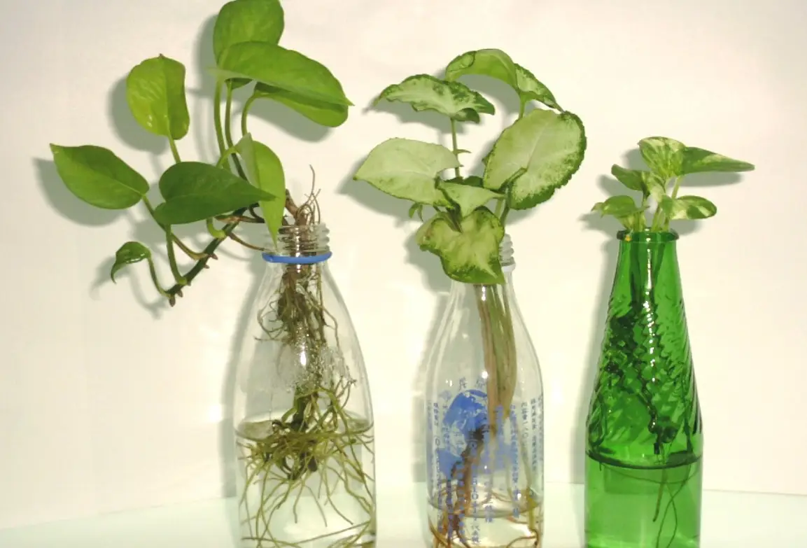 水耕植物營養液diy