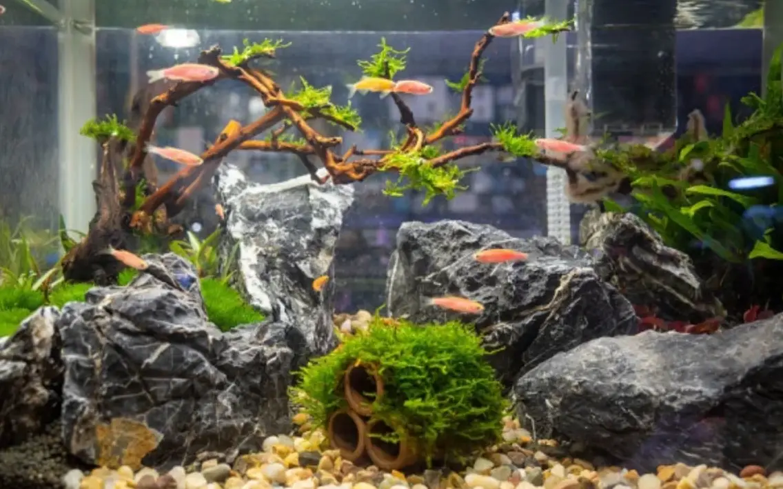 養魚新手常見錯誤