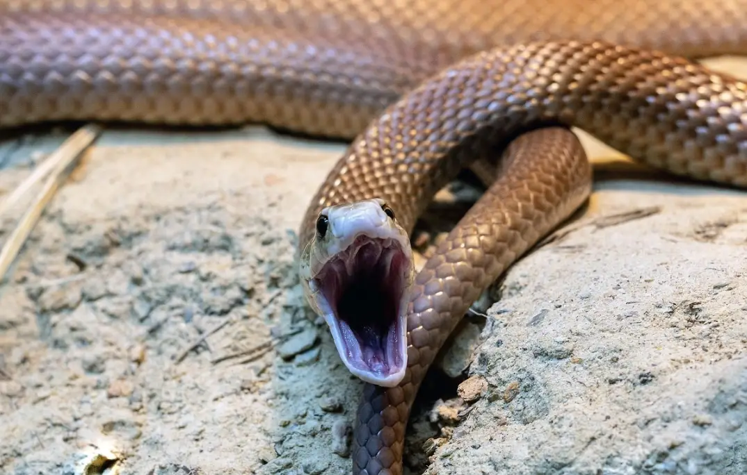 夢到被蛇咬右腳