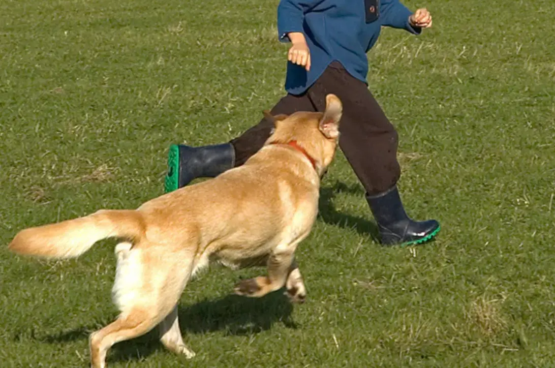 夢境解析 夢境解析