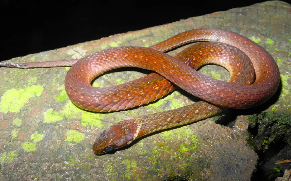 夢見被蛇咬流血代表什麼？深度解析與應對指南