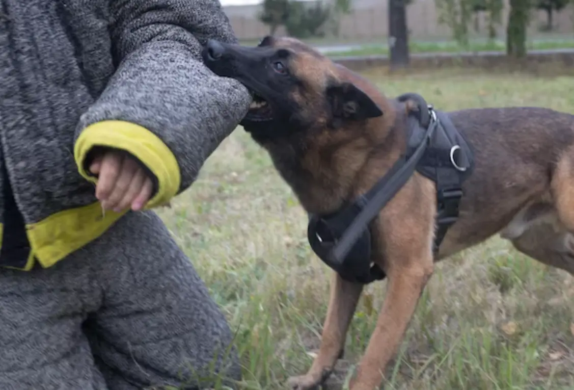 夢見被狗咬 預兆