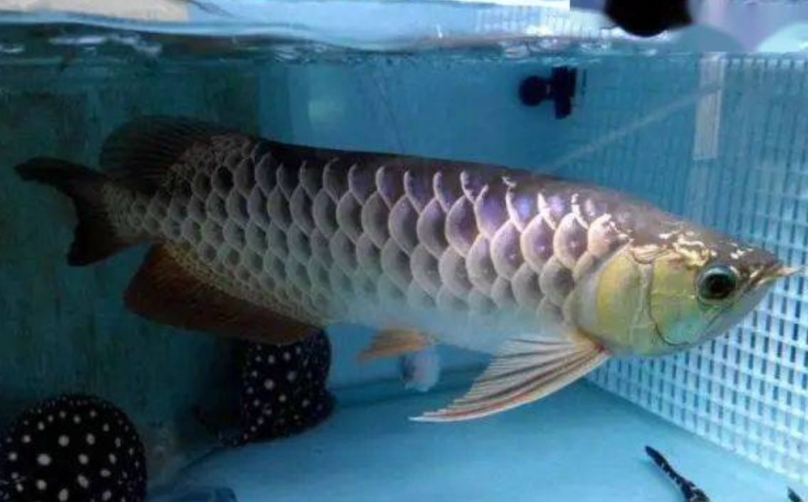 魚缸養大魚技巧