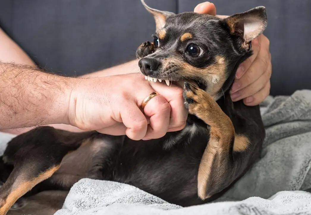 狗咬手夢境解析