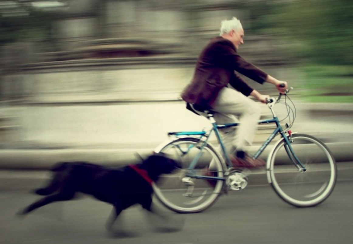 夢到被狗追全面解析：心理學意涵、文化象徵與實用解夢指南