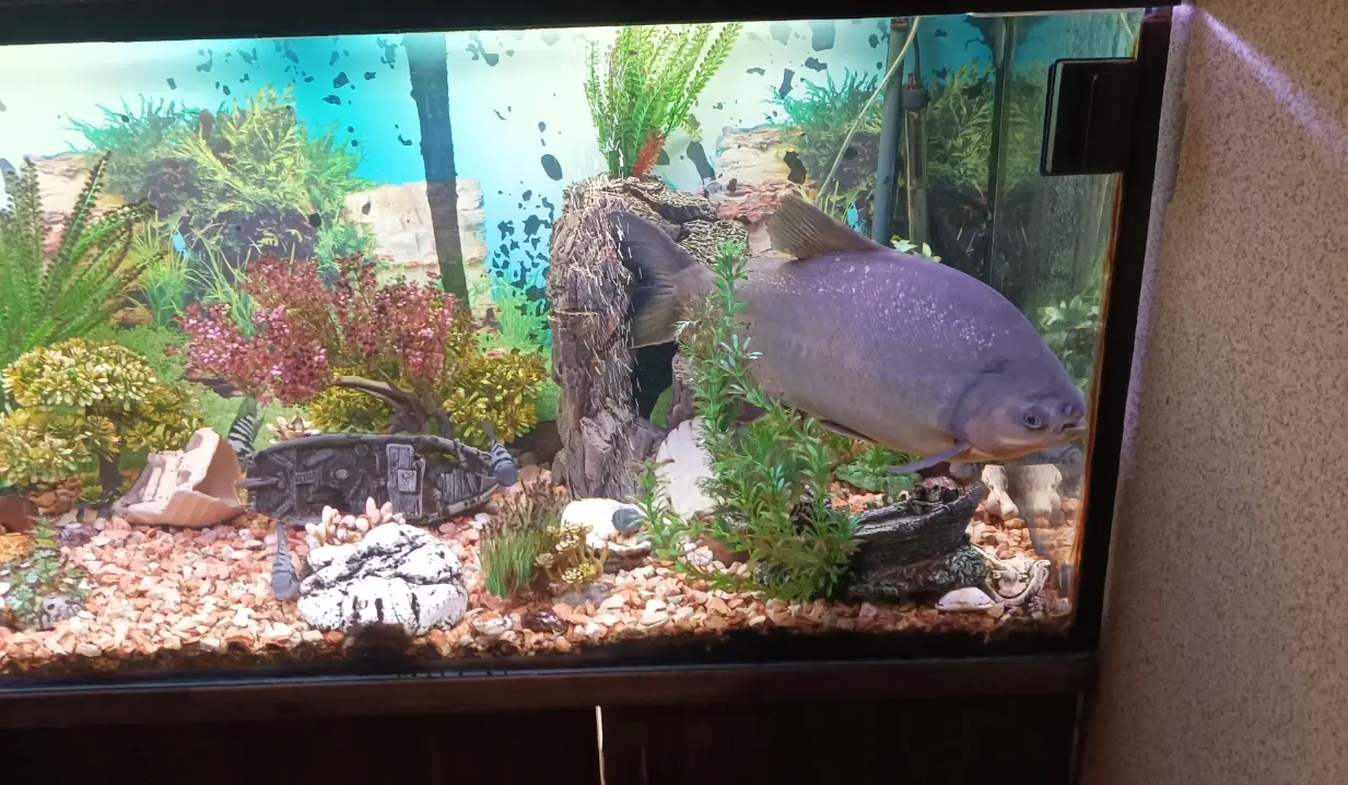 大型觀賞魚飼養