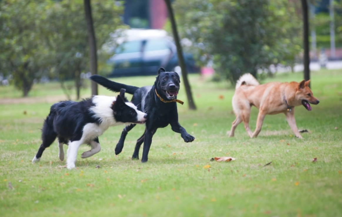 狗追夢含義 狗追夢含義
