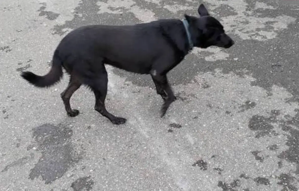 夢到被黑狗追 解夢