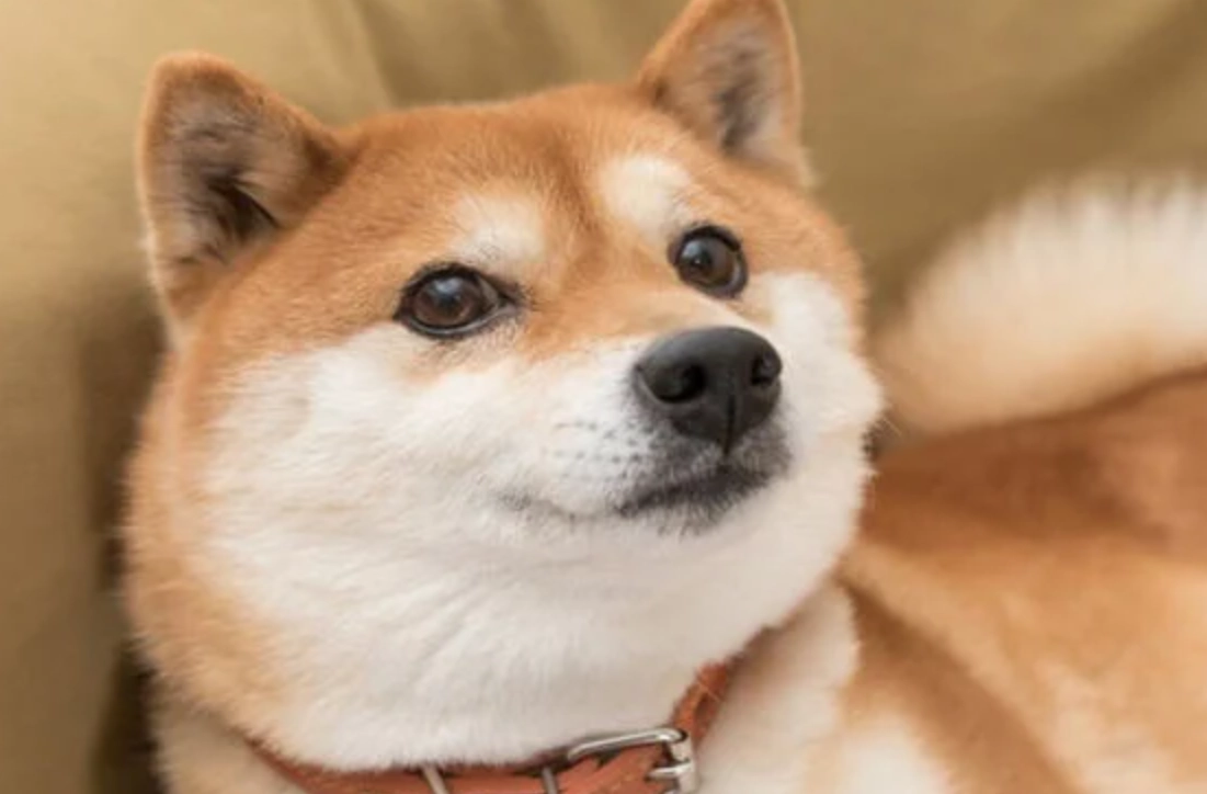 夢到被狗咬 健康