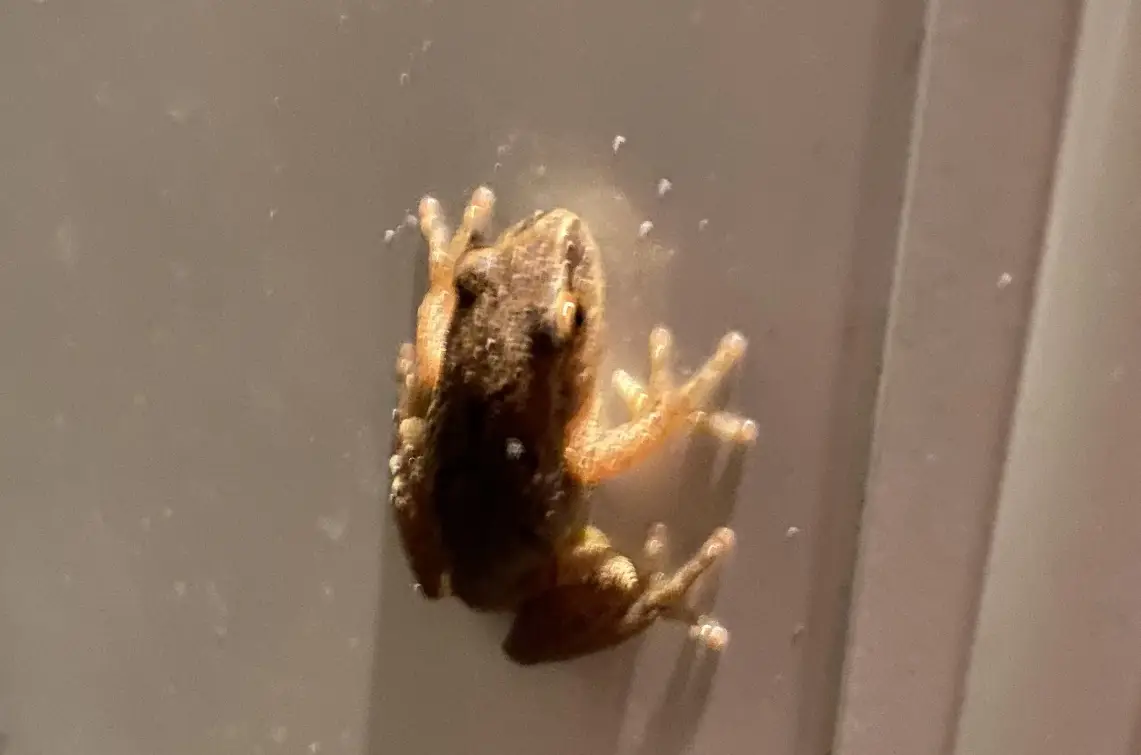 夢見青蛙入屋含義