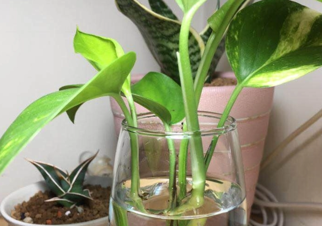 水耕液配方計算