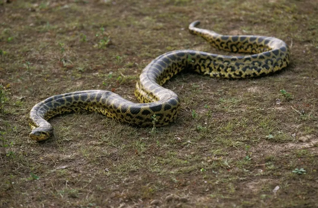 蛇咬手夢境解析