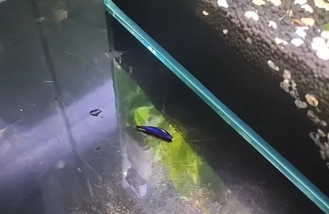 夢到魚缸魚跳出來