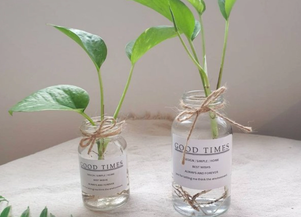 水耕營養液自製配方