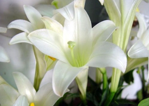 寵物狗中毒預防 寵物狗中毒預防