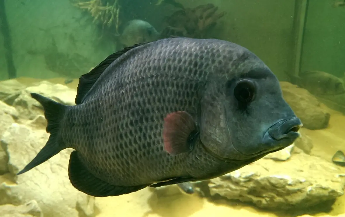 大型觀賞魚飼養