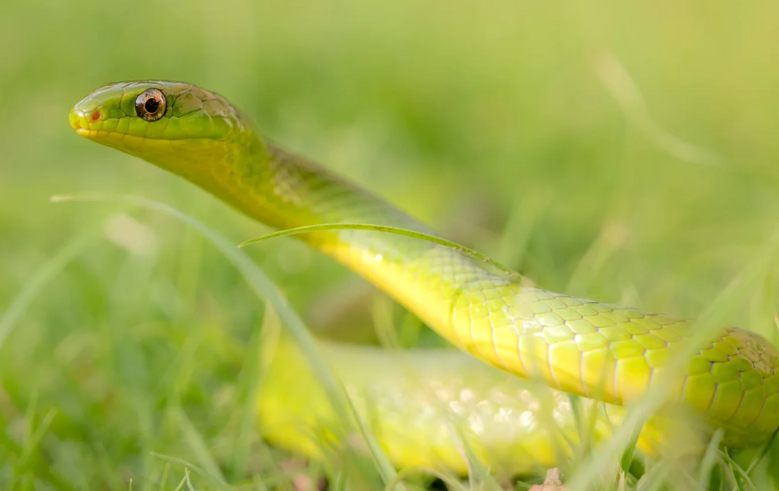 夢見被蛇咬手指