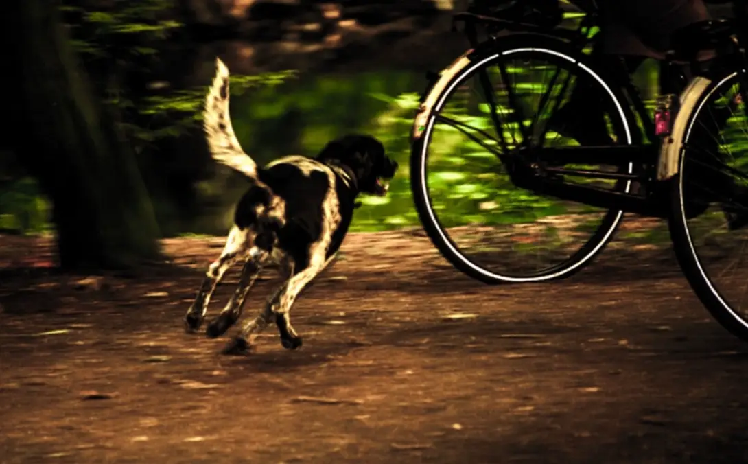 狗追夢含義 狗追夢含義