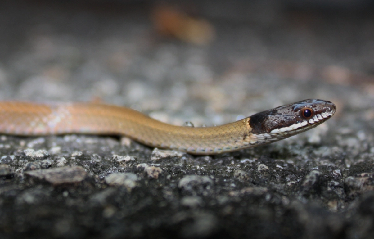 蛇咬手指夢境解析