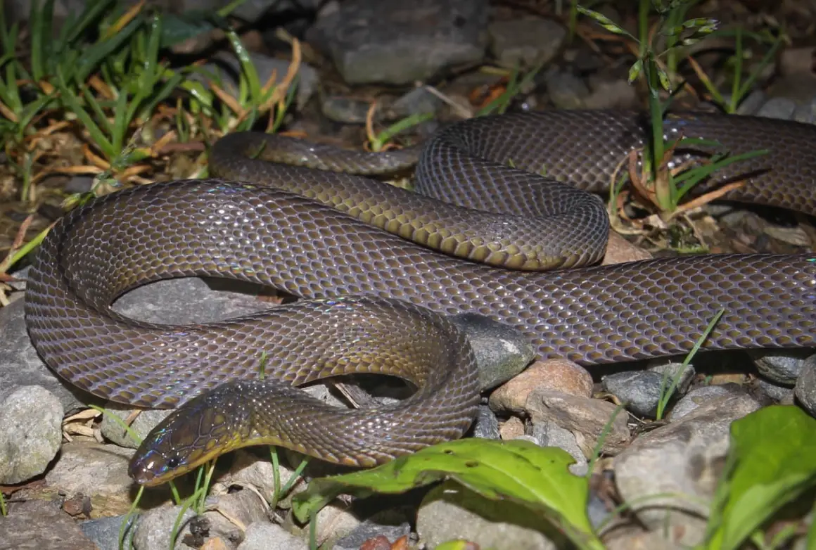 夢見被蛇咬左手？解夢師與心理師教你破解潛意識的求救訊號