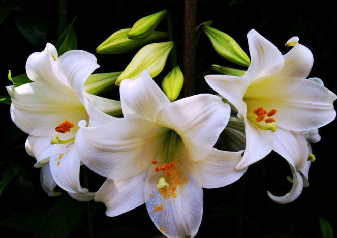 寵物狗中毒預防 寵物狗中毒預防