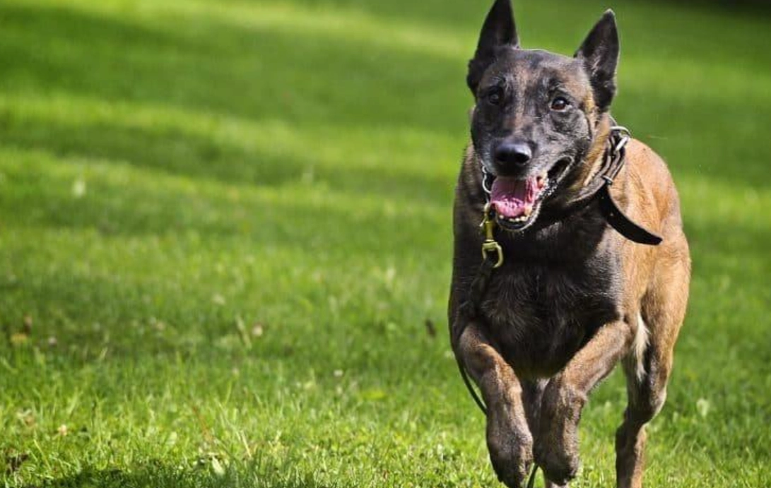 狗追夢含義 狗追夢含義