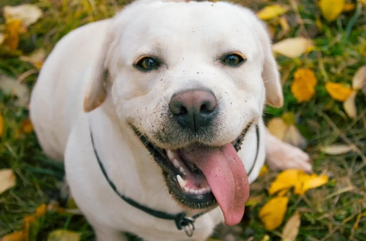 夢到被狗咬屁股 心理學