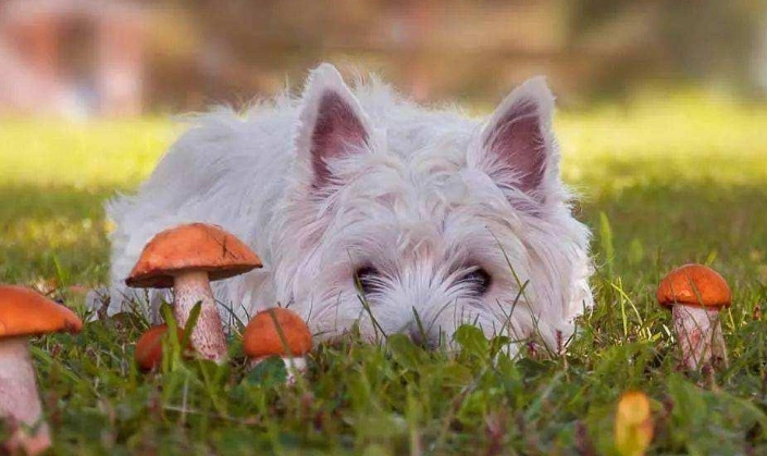 狗不能吃的食物