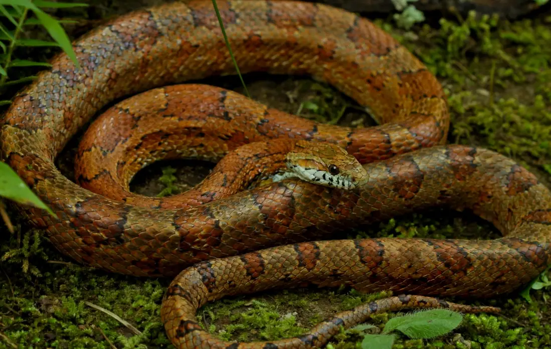 夢到被蛇咬右腳 解夢