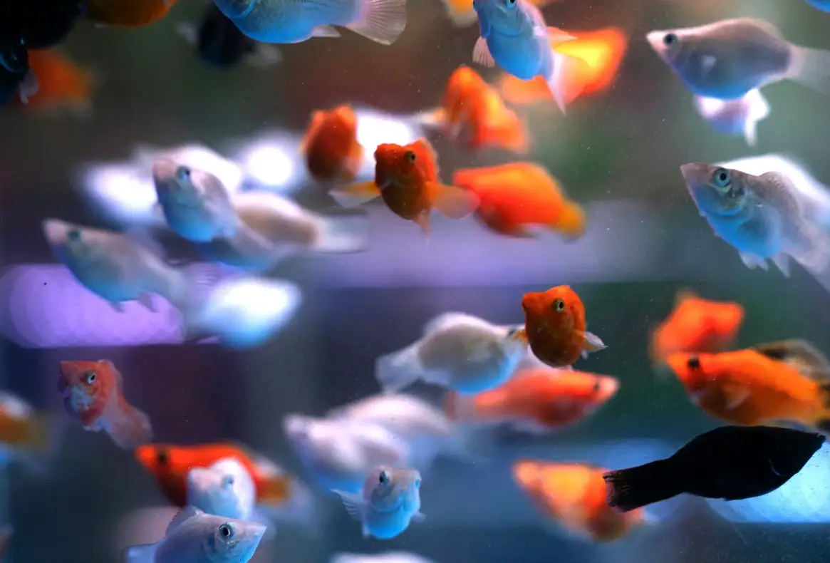 夢見魚缸很多魚