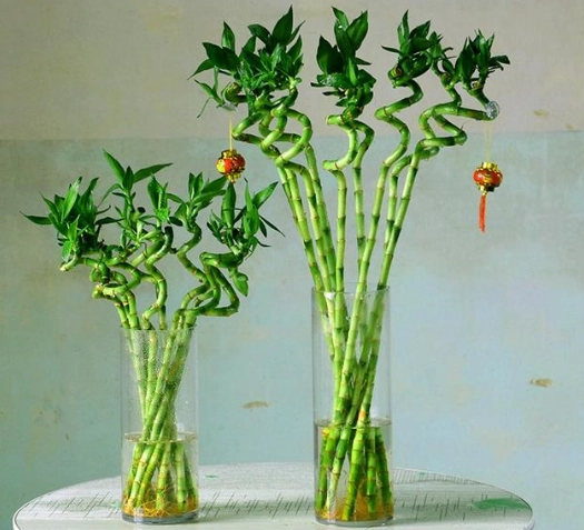 富貴竹水培方法